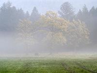 Bäume in Herbstfarbe schimmern im Nebel - Aschau
